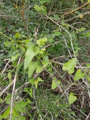 Funastrum cynanchoides