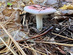 Russula rosacea