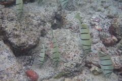 Acanthurus triostegus