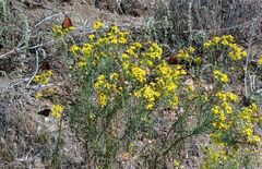 Senecio flaccidus monoensis