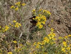 Senecio flaccidus monoensis