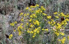 Senecio flaccidus monoensis