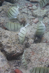 Acanthurus triostegus