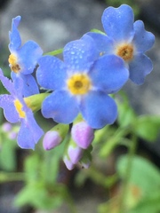 Myosotis laxa