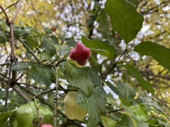 Euonymus atropurpureus