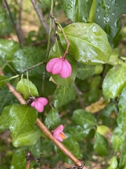 Euonymus atropurpureus