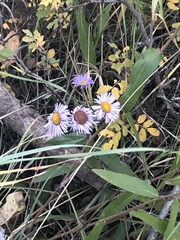 Erigeron speciosus