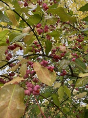 Euonymus atropurpureus