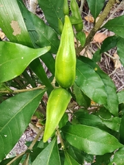 Tabernaemontana divaricata