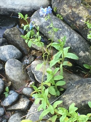 Myosotis laxa