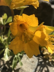 Tropaeolum looseri