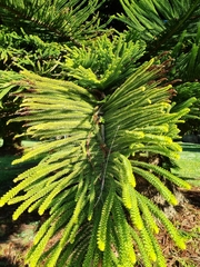 Araucaria