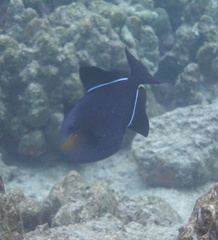 Melichthys niger