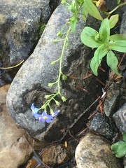 Myosotis laxa