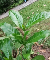 Tabernaemontana divaricata