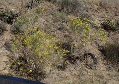 Senecio flaccidus monoensis