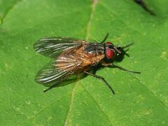 Phaonia rufiventris