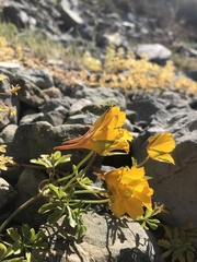 Tropaeolum looseri