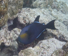 Melichthys niger