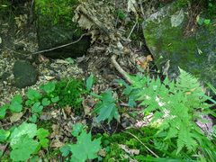 Ranunculus recurvatus