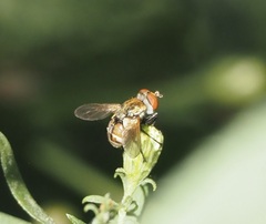 Gymnoclytia