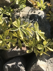 Tropaeolum looseri