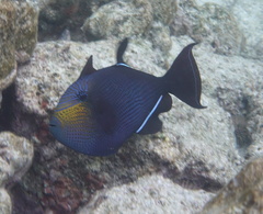 Melichthys niger
