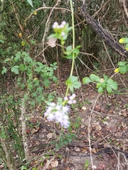 Chromolaena odorata