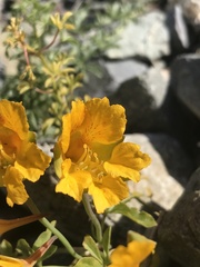 Tropaeolum looseri