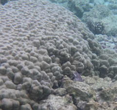 Gymnothorax meleagris