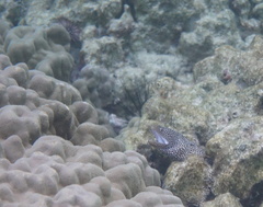 Gymnothorax meleagris