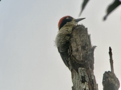 Melanerpes pucherani