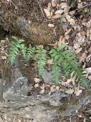 Polypodium californicum