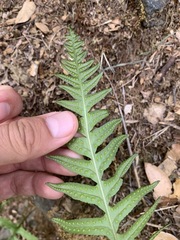 Polypodium californicum