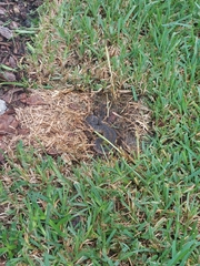 Nerodia fasciata pictiventris