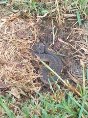 Nerodia fasciata pictiventris