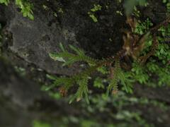 Selaginella repanda