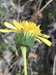 Haplopappus velutinus