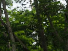 Paspalum paniculatum