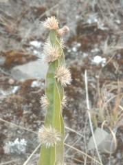 Baccharis trimera