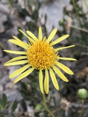 Haplopappus velutinus