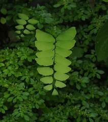 Adiantum philippense