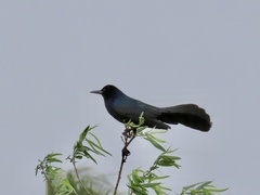 Quiscalus major westoni