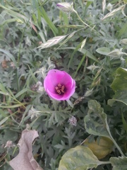 Modiolastrum gilliesii