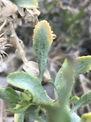 Haplopappus velutinus