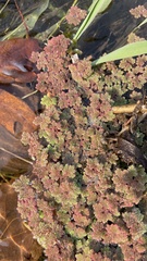 Azolla