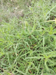 Oenothera hartwegii