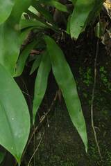 Microsorum punctatum