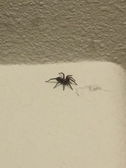 Herpyllus propinquus