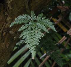 Davallia griffithiana